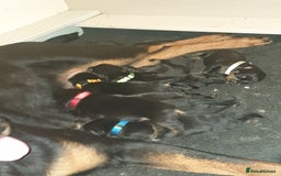 Rottweiler dogs for sale: Chunky big boned rottweilers  - Image 7