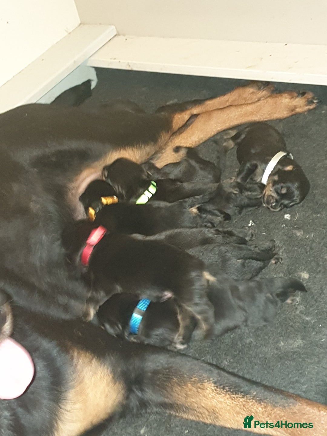 Rottweiler dogs for sale: Chunky big boned rottweilers  - Image 7