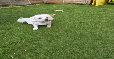 Maltese dogs - Advert 2