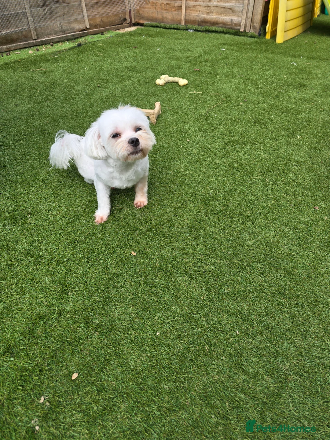 Maltese dogs for stud: Maltese kc champion lines health tested  for Stud  - Advert 3