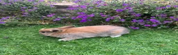 Mini Lop rabbits for sale: Lovely Mini Lop buns looking for their new homes - Advert 2