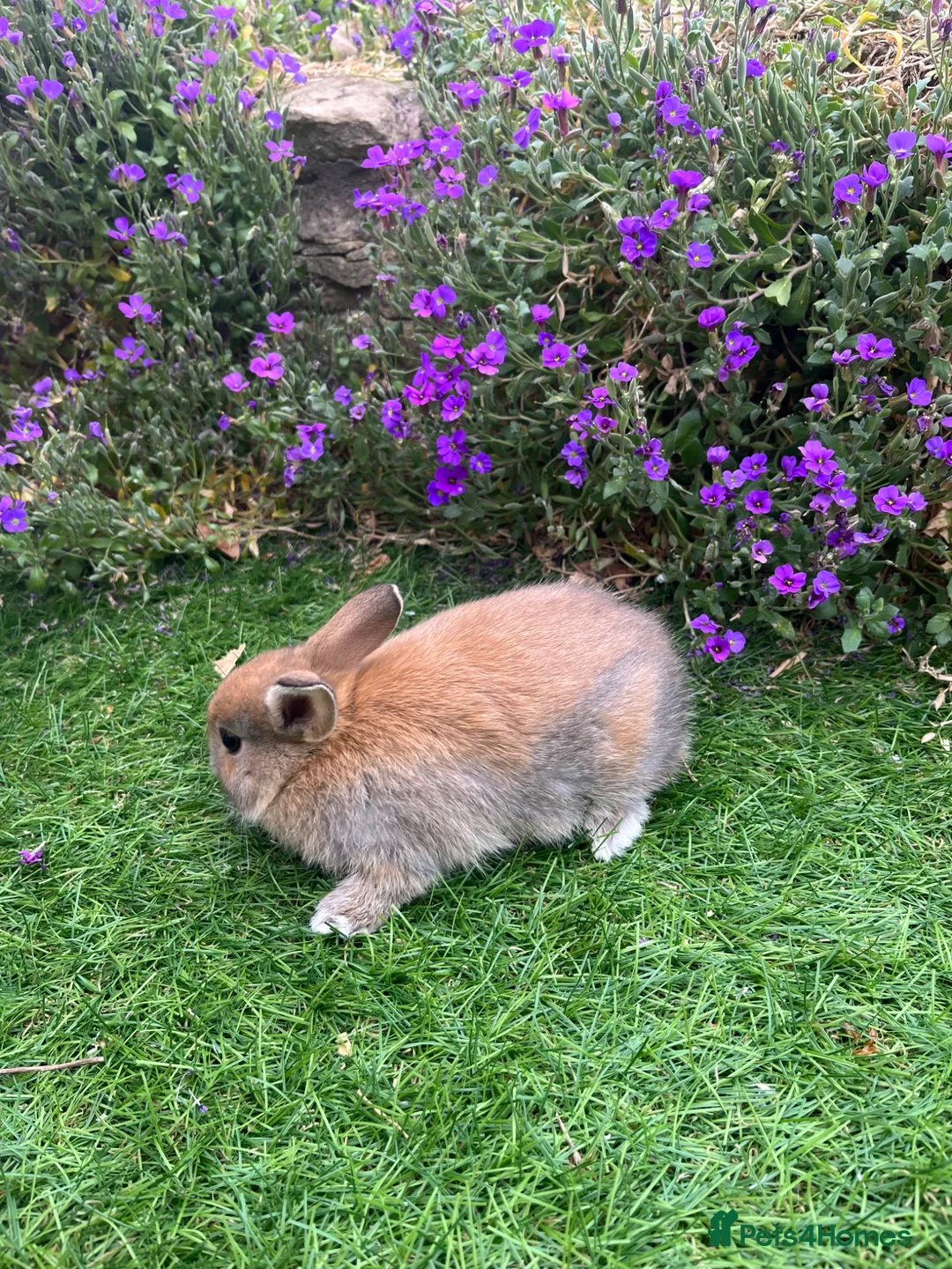 Mini Lop rabbits for sale: Lovely Mini Lop buns looking for their new homes - Advert 2