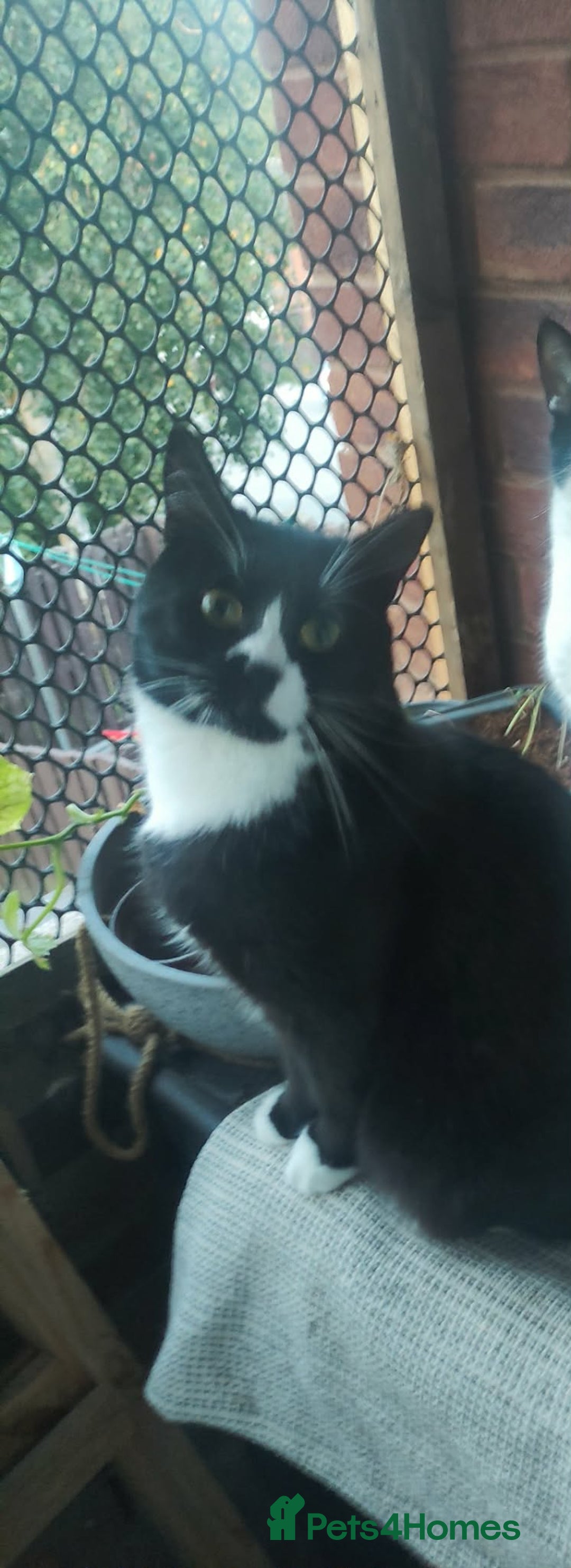 Domestic Shorthair cats for adoption: Rehoming Luigi.  - Advert 2