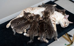 Bengal cats for sale: Gorgeous kittens, Wild-Patterned, Stunning Looks - Image 29
