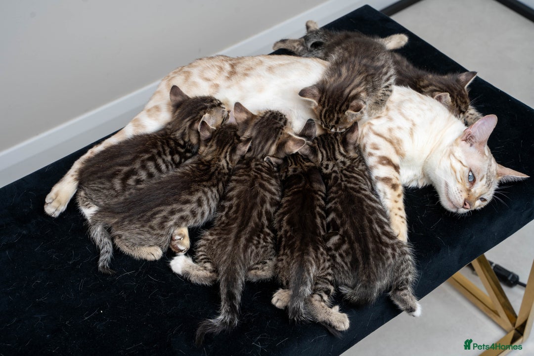 Bengal cats for sale: Gorgeous kittens, Wild-Patterned, Stunning Looks - Image 29