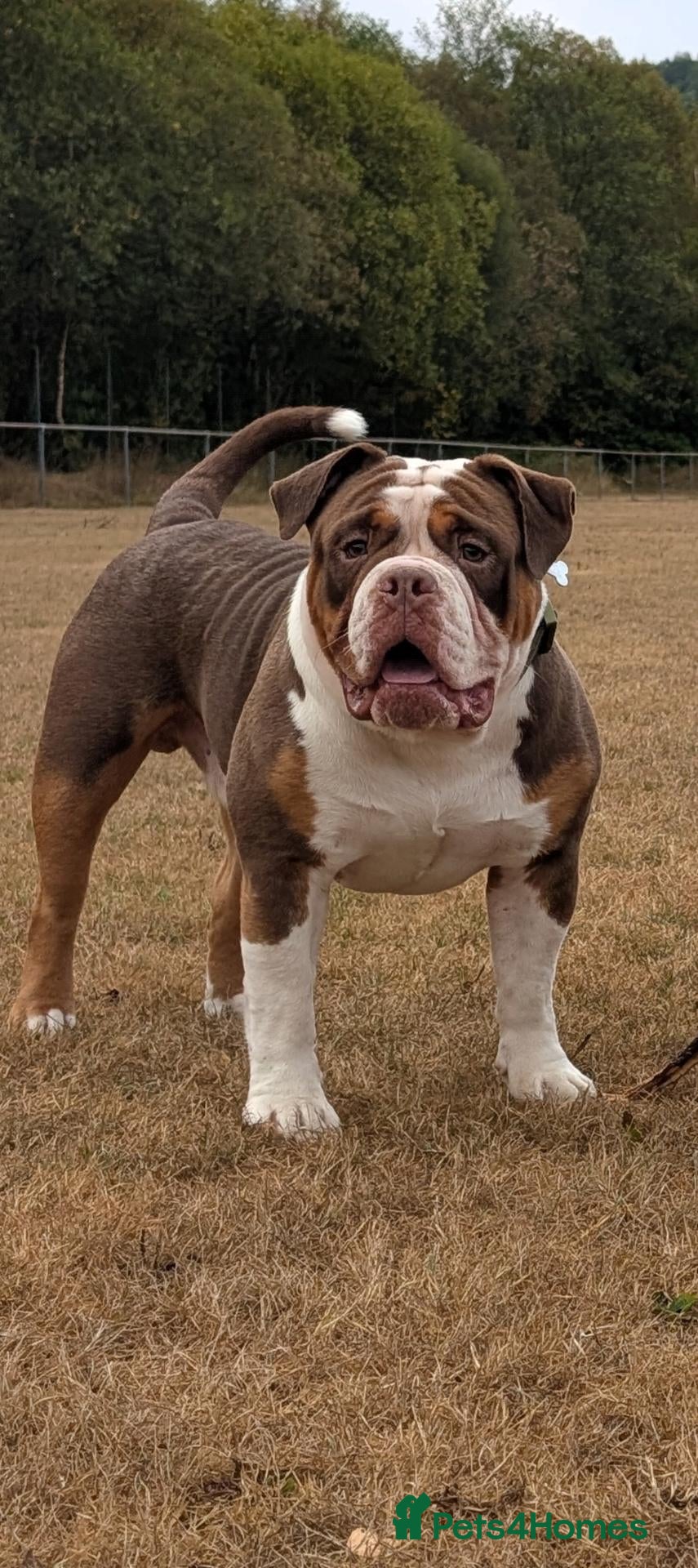 Olde English Bulldogge dogs Chocolate tri available for stud-NEBBR registered - Advert 1