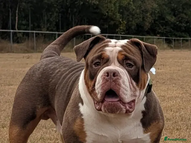 Olde English Bulldogge dogs for stud: Chocolate tri available for stud-NEBBR registered - Advert 1