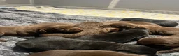 Labrador Retriever dogs for sale: Beautiful first litter of ten Labrador puppies  in Redcar - Advert 19