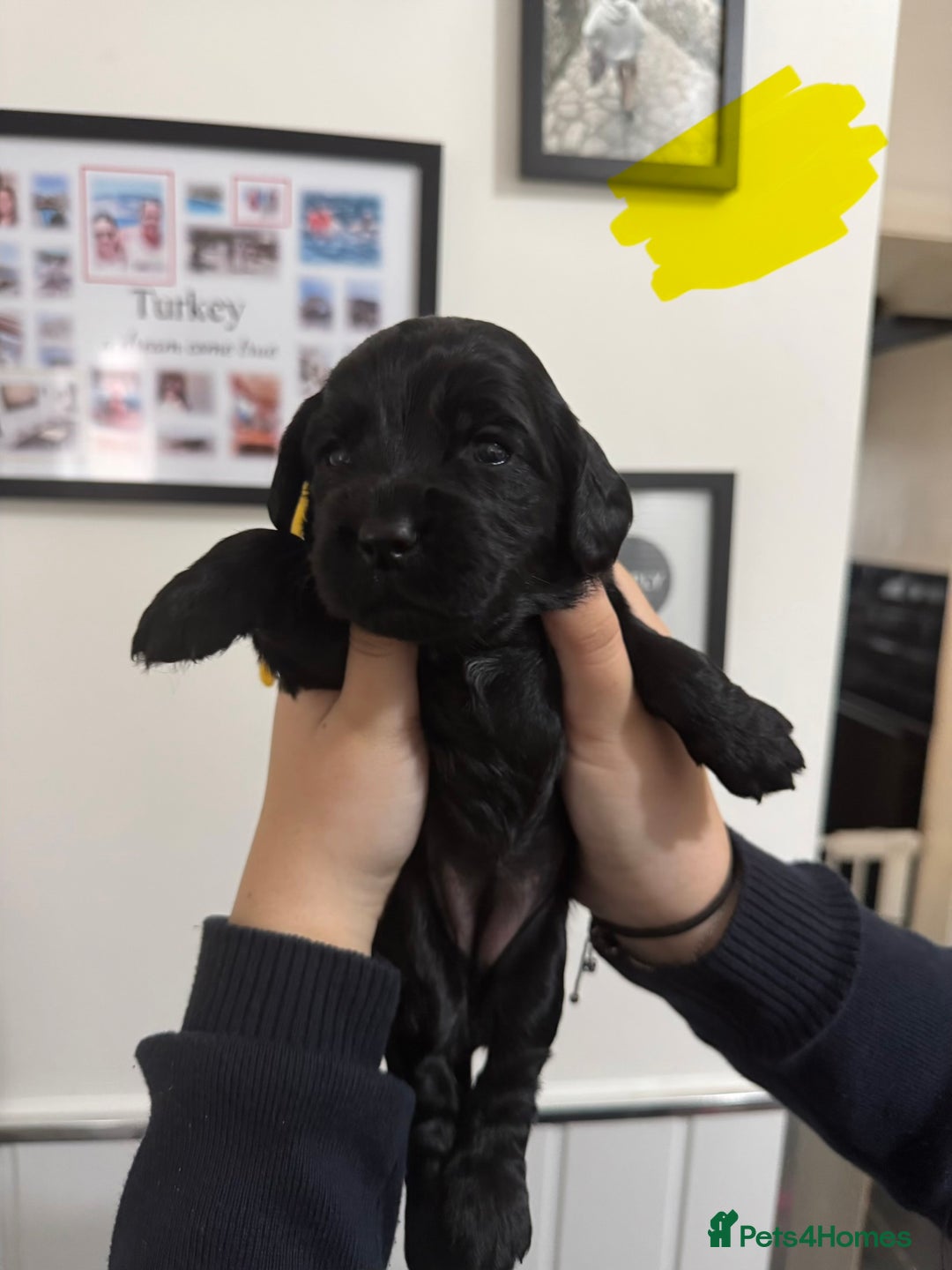 Cocker Spaniel dogs for sale: Working cocker spaniel 1 girls left  - Image 21