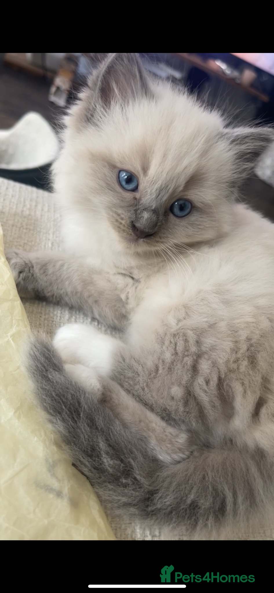 Ragdoll cats 1 Ragdoll left! 💕 - Advert 5
