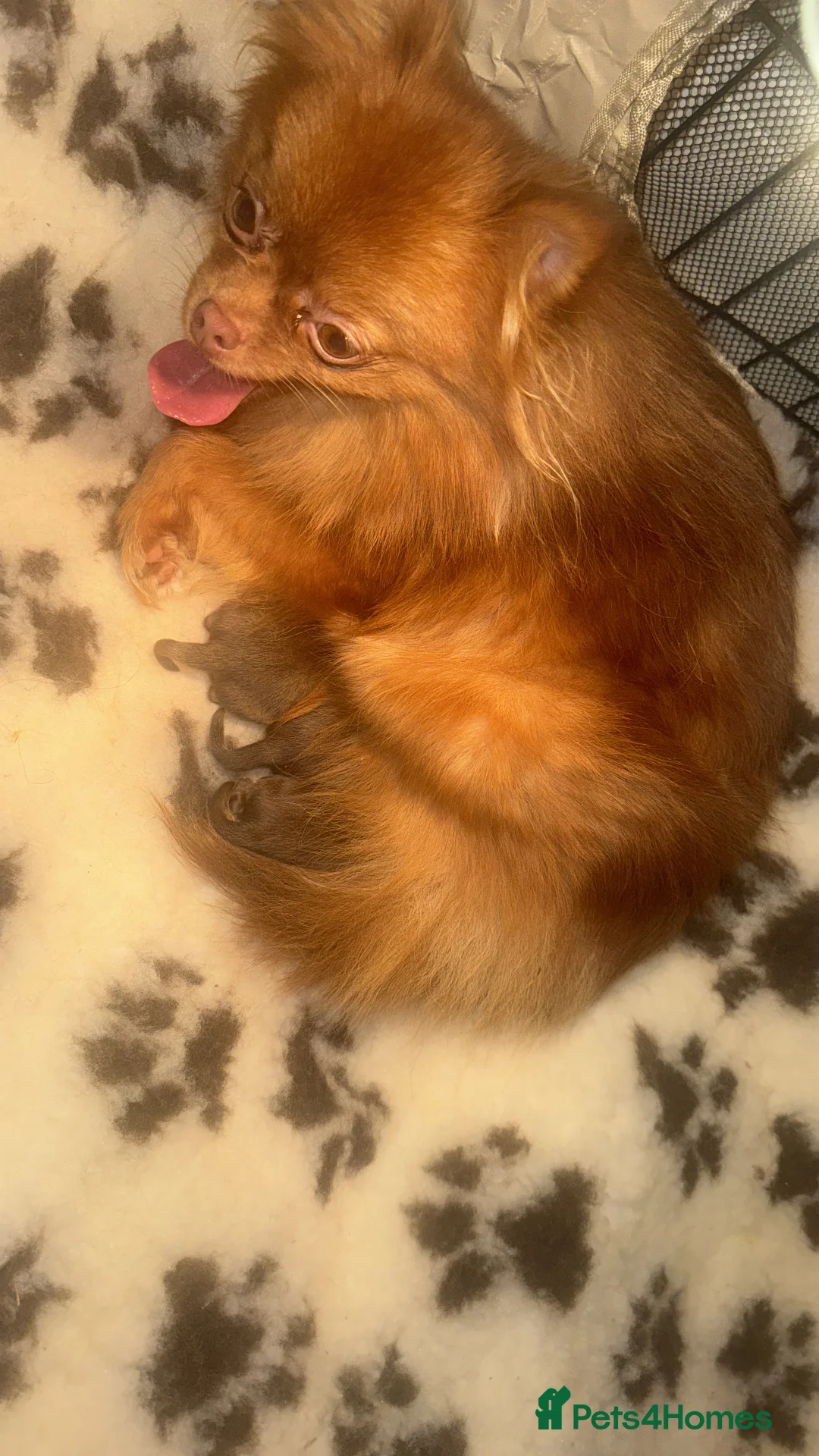 Pomeranian dogs for sale: Chocolate Lilac Poms Girls  - Advert 34