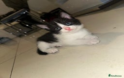 British Shorthair cats for sale: British Shorthair x Striped Tabby Kittens –2 Males - Image 11