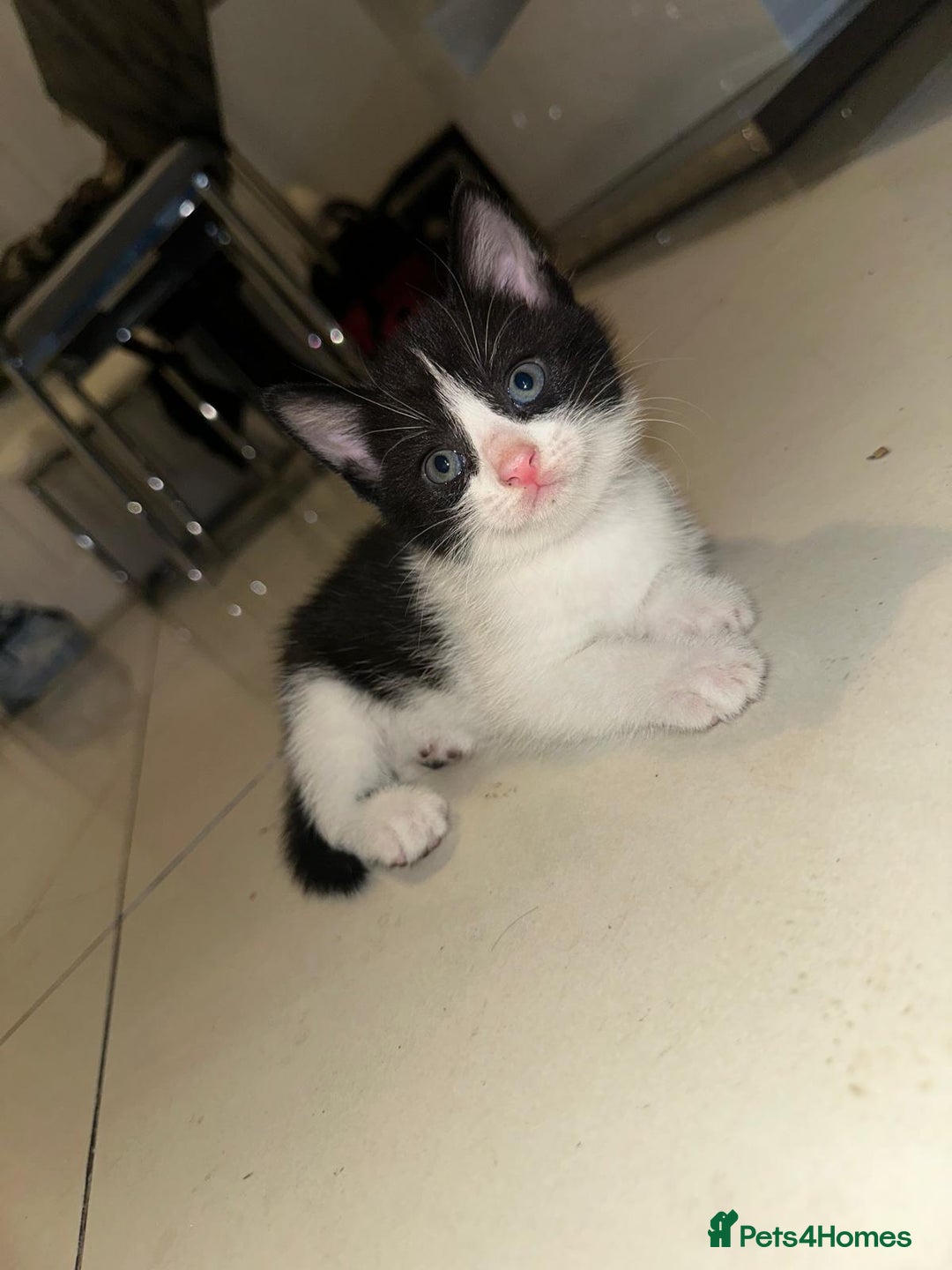 British Shorthair cats for sale: British Shorthair x Striped Tabby Kittens –2 Males - Image 11