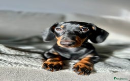 Dachshund dogs for sale: sweet and affectionate 1 year old sausage dog - Image 6