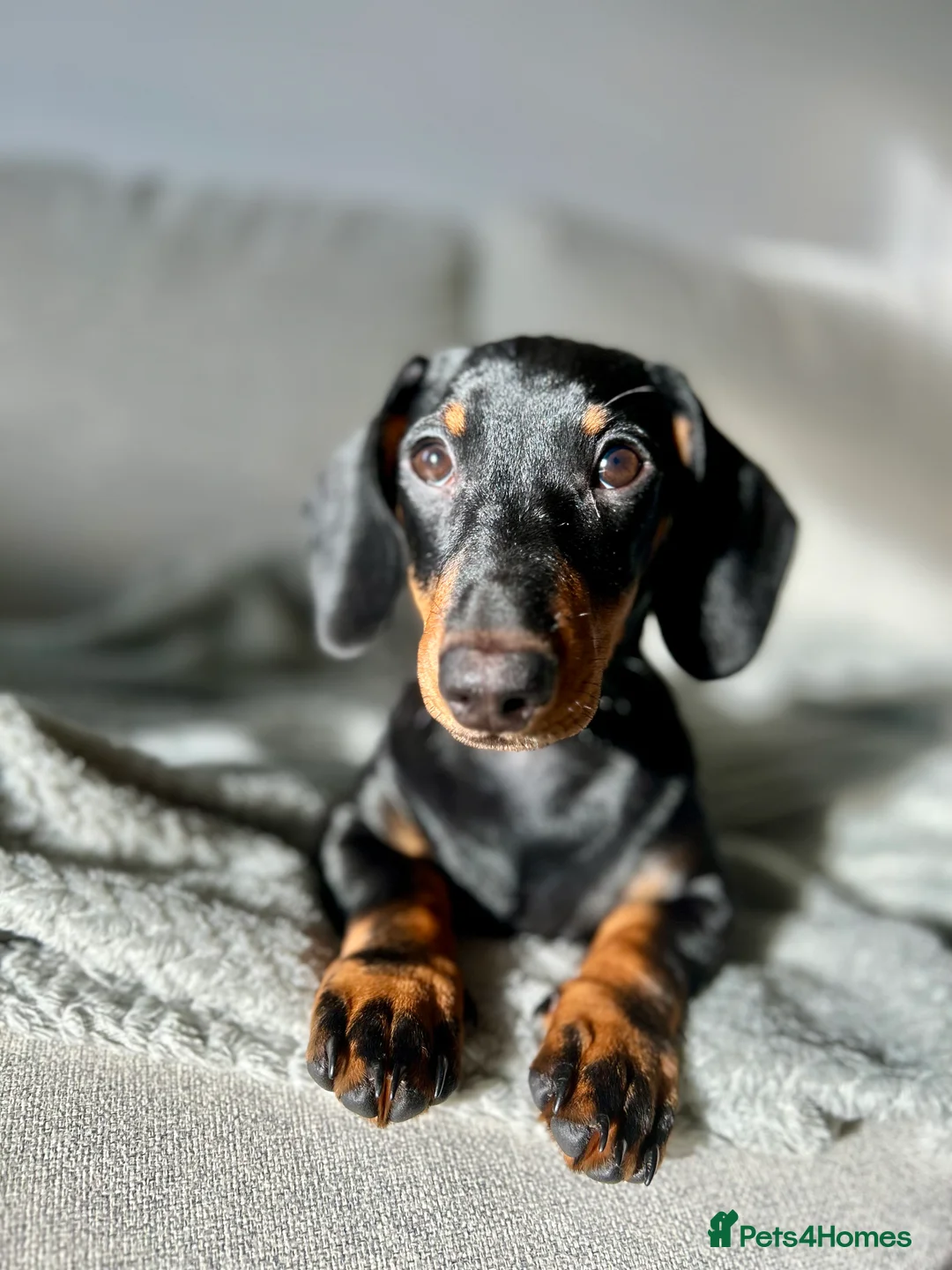 Dachshund dogs for sale: Loving Home Wanted for a Very Special Dog - Advert 6