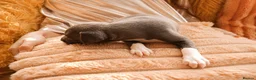 Italian Greyhound dogs for sale: 1 BOY LEFT Italian Greyhound Puppies - Advert 11