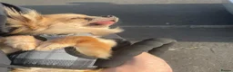 Chihuahua dogs for sale: Long haired chihuahua boy - Advert 1