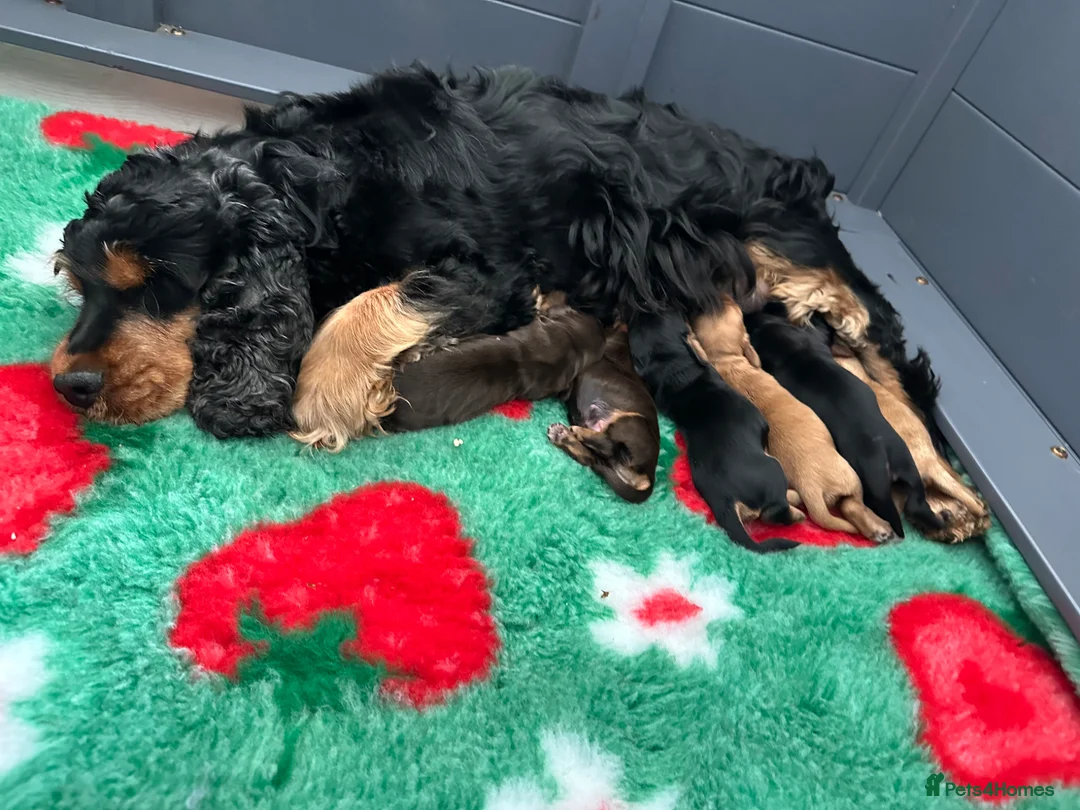 Cocker Spaniel dogs for sale: Exceptional show cocker spaniel puppies - Advert 1