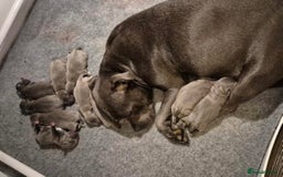 Staffordshire Bull Terrier dogs for stud: A NEW SUPERIOR SOLID BLUE MALE  - Image 20