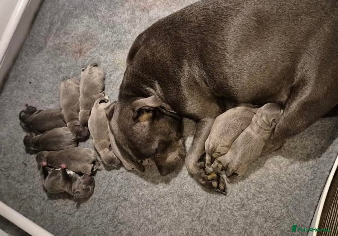Staffordshire Bull Terrier dogs for stud: A NEW SUPERIOR SOLID BLUE MALE  - Image 20