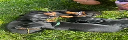 Miniature Dachshund dogs for sale: Beautiful Miniature Dachshund Puppies  - Advert 8
