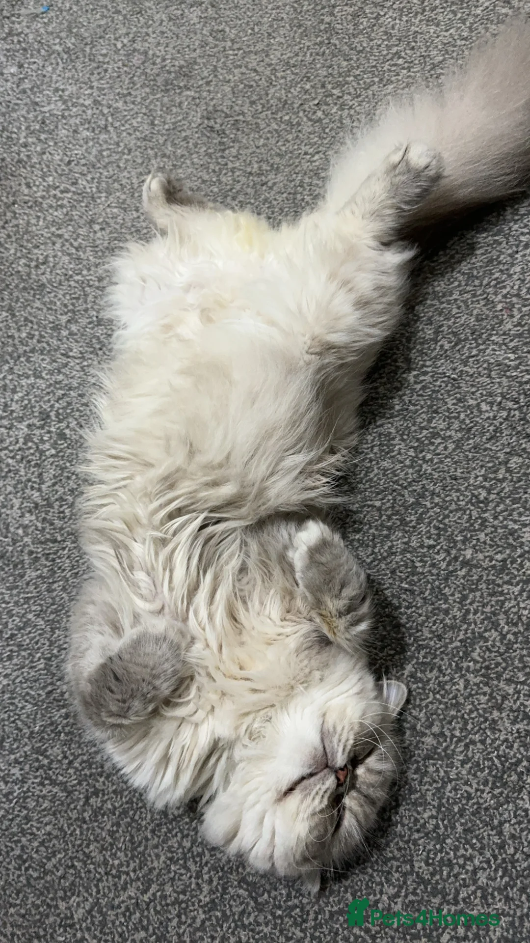 Persian cats for stud: Introducing super stud Snowball  in Leicester - Advert 5