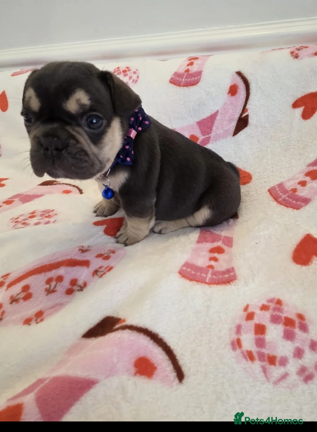 French Bulldog dogs for sale: Beautiful Frenchie puppies - Advert 26