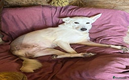 Mixed Breed dogs for adoption: 🌸 Meet Jamilia – Beautiful Inside and Out 🌸 - Advert 3