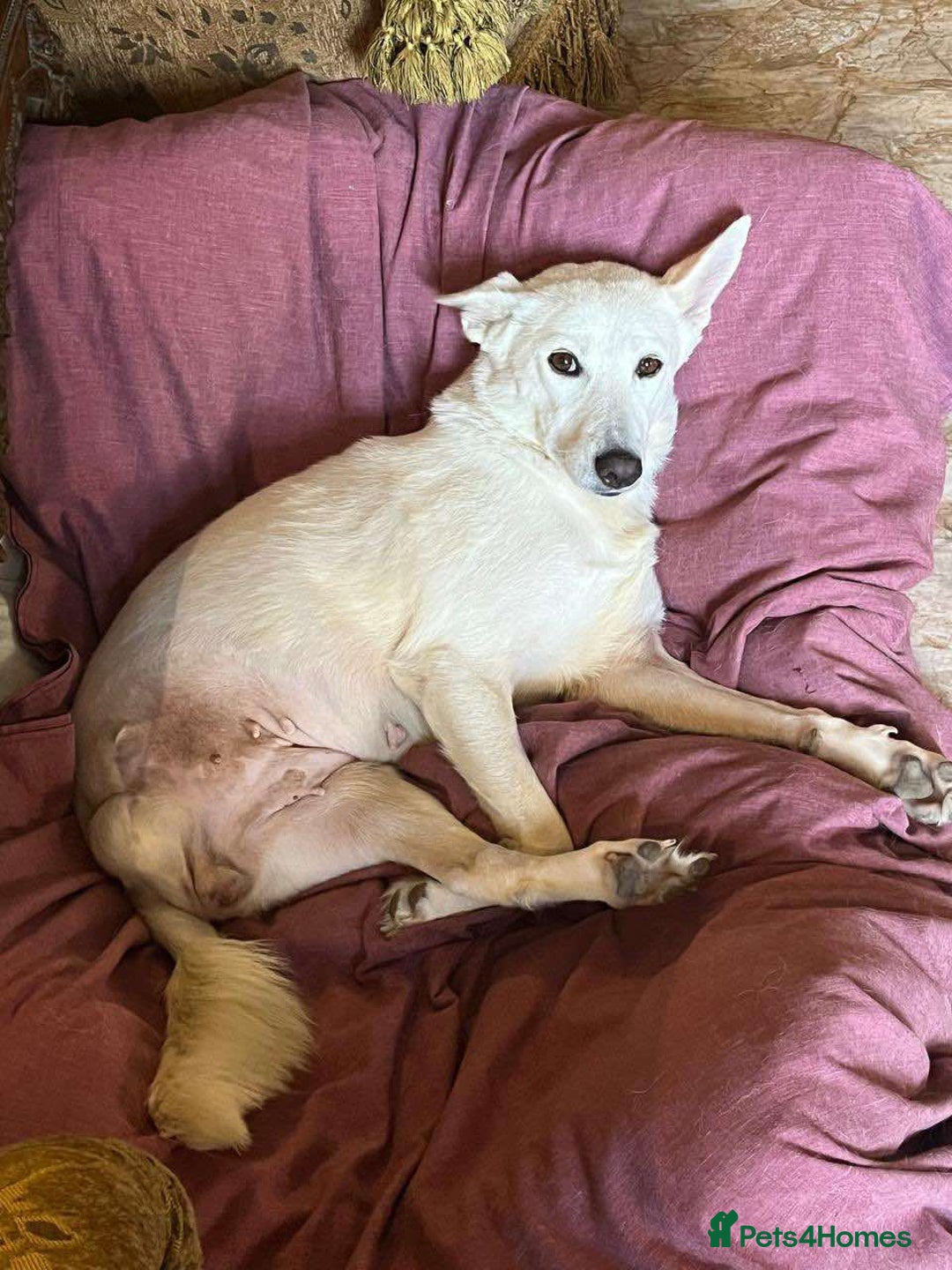 Mixed Breed dogs for adoption: 🌸 Meet Jamilia – Beautiful Inside and Out 🌸 - Advert 3