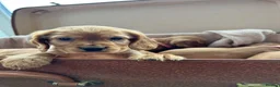 Cocker Spaniel dogs for sale: Beautiful Cocker Spaniel Puppies - Advert 7