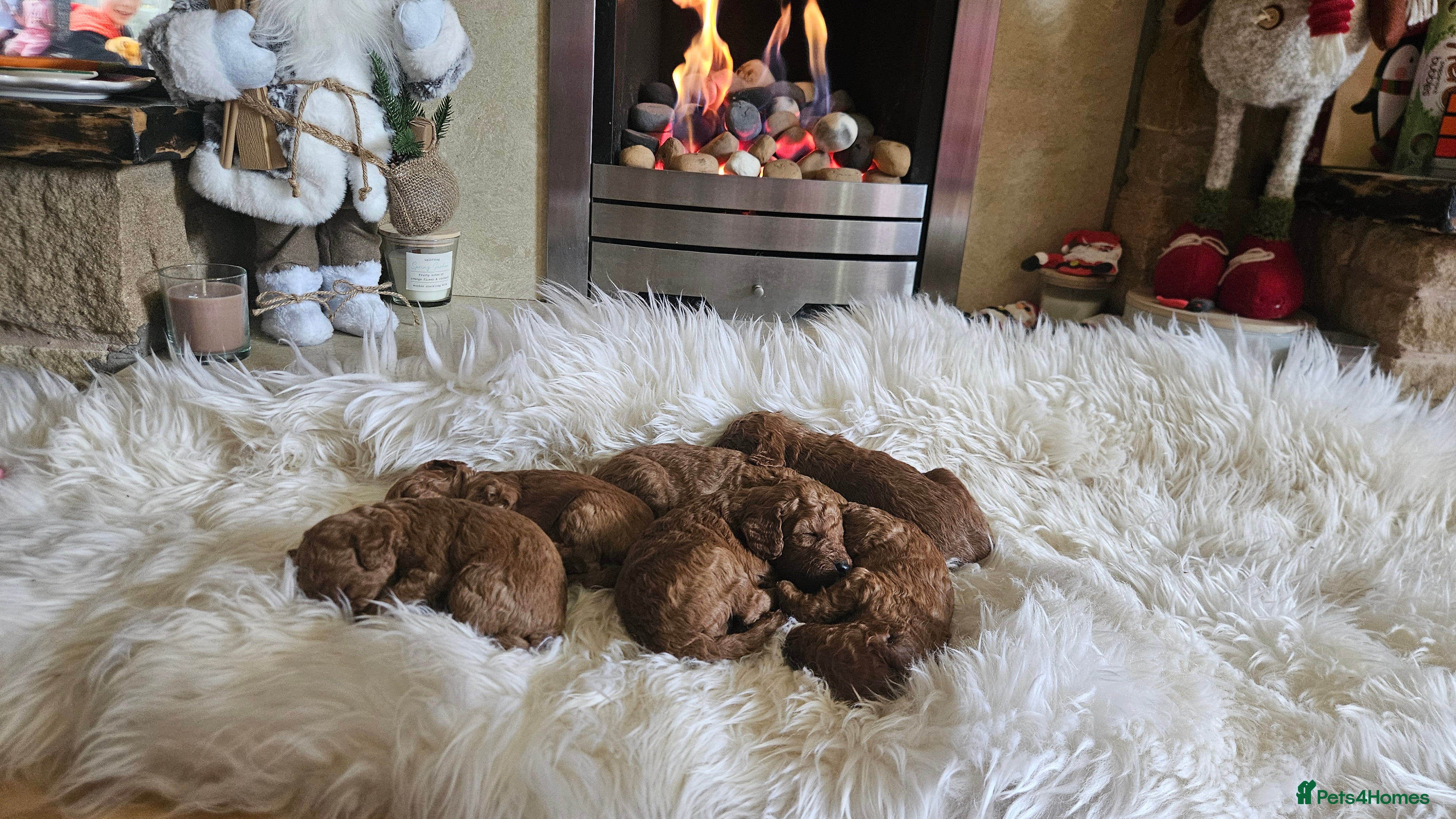 Miniature Poodle dogs Adorable miniature poodle puppies - Advert 10