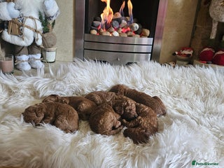 Miniature Poodle dogs Adorable miniature poodle puppies - Advert 1