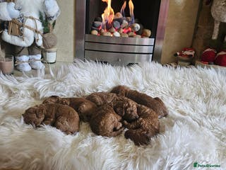 Miniature Poodle dogs Adorable miniature poodle puppies - Advert 17