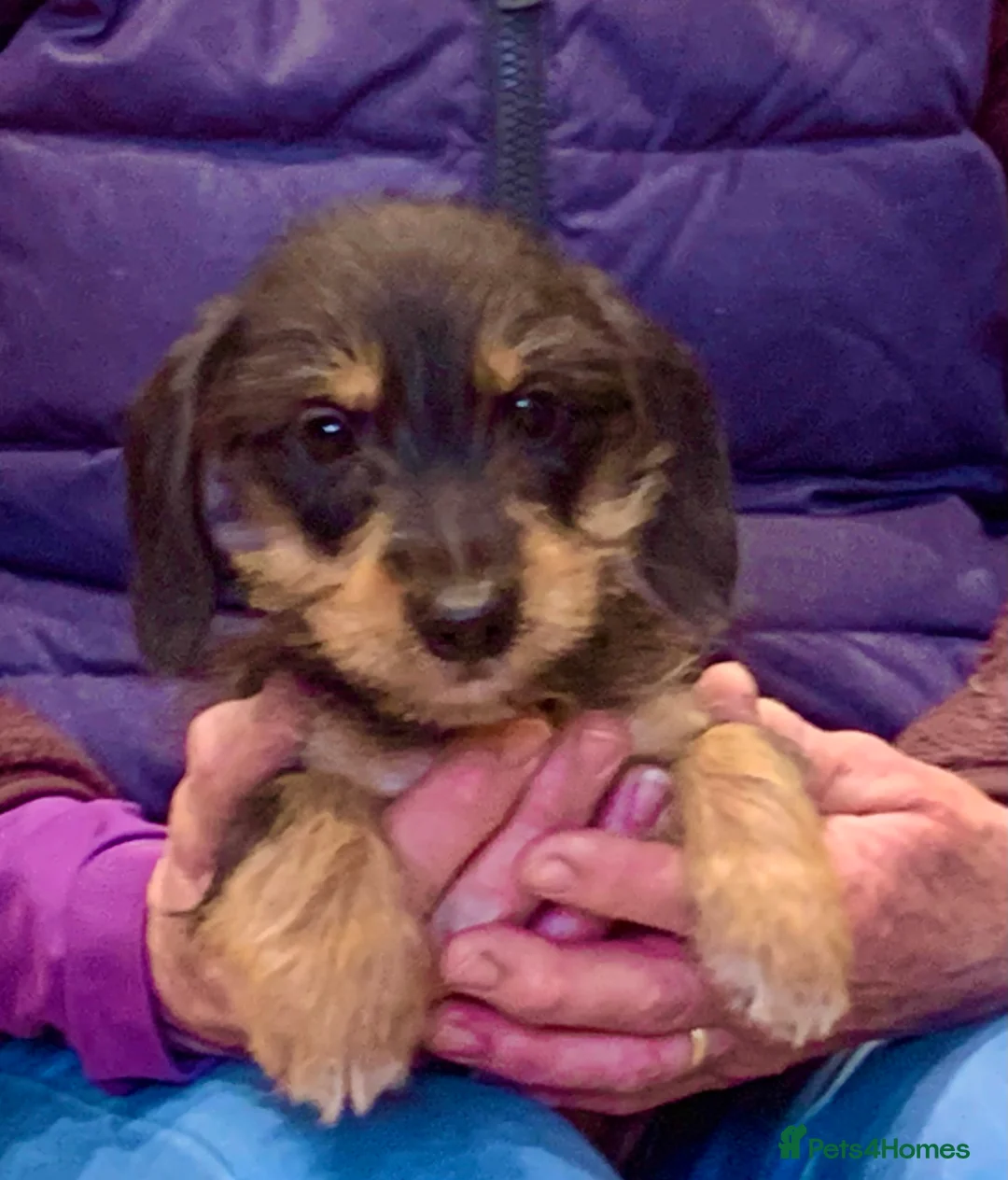 Jack Russell dogs for sale: Jack Russel Puppies - Advert 3