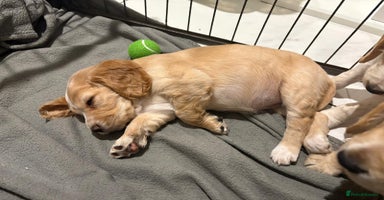 Cocker Spaniel dogs - Advert 2