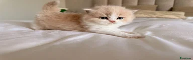 British Longhair Kitten 2