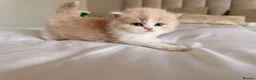 British Shorthair cats for sale: British Shorthair & Longhair Kittens GCCF Reg - Advert 26