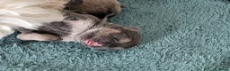Mixed Breed dogs for sale: matlpooXFrenchie puppies - Advert 7