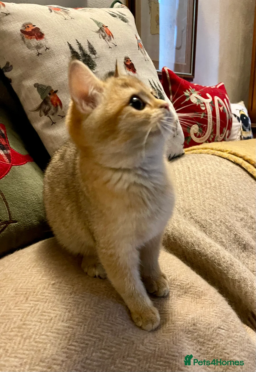 British Shorthair cats for sale: Ready Today Golden Female Kitten  - Advert 3