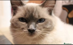 Ragdoll cats for sale: Ragdoll kittens  - Image 11