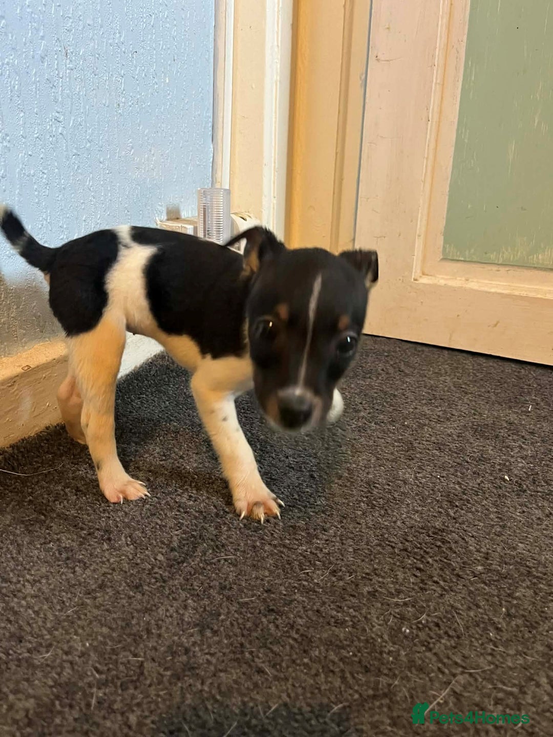 Jack Russell dogs for sale: four adorable jack russel puppies - Advert 6