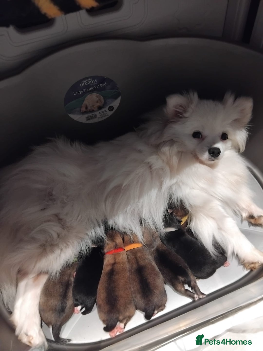 Pomeranian dogs for sale: Pomeranian puppy for sale - Image 5