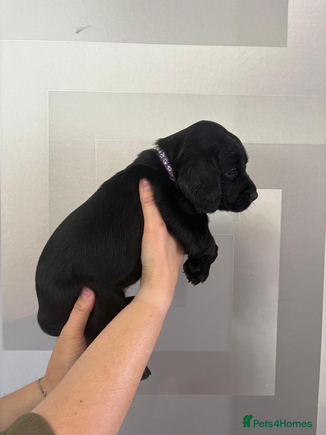 Cockerdor dogs for sale: Cockador puppies  - Image 26