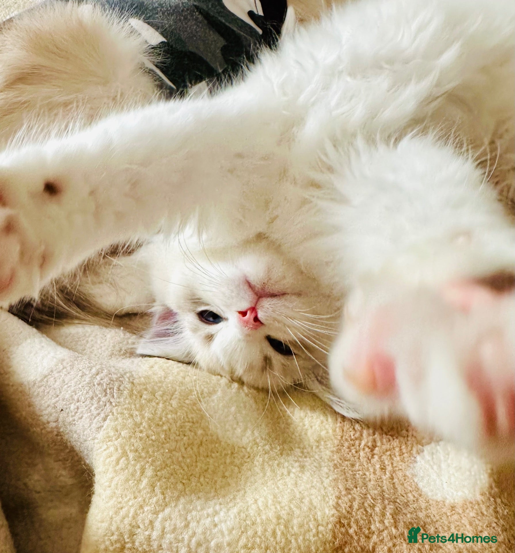 Ragdoll cats READY NOW — BEAUTIFUL RAGDOLL KITTENS - Advert 16