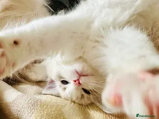 Ragdoll cats READY NOW — BEAUTIFUL RAGDOLL KITTENS - Advert 16
