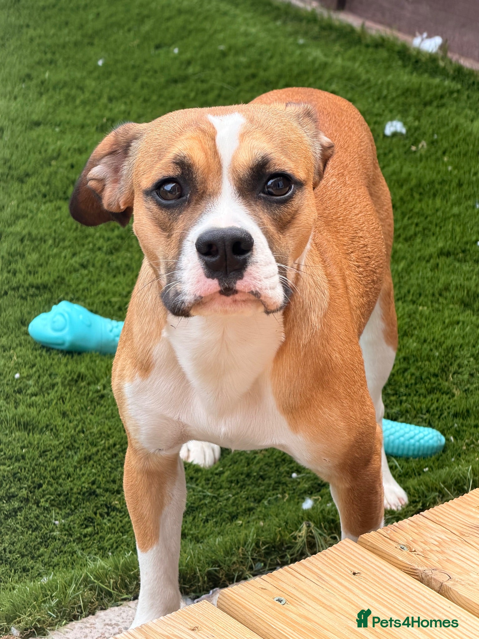 Mixed Breed dogs Stanley in need of a loving home.  - Advert 3