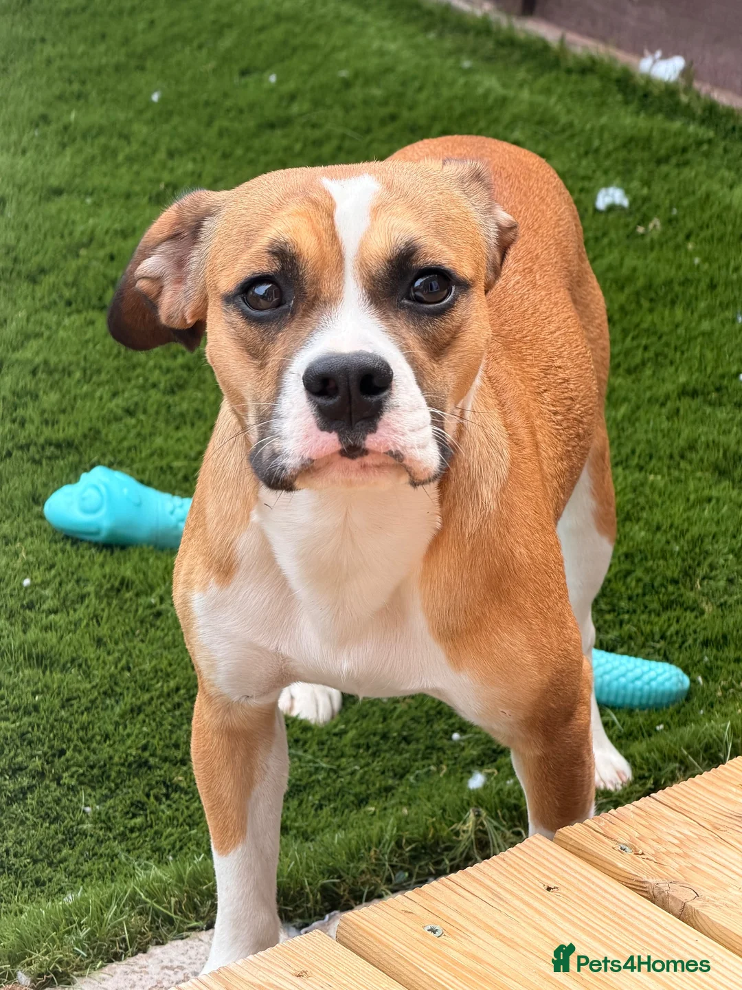 Mixed Breed dogs for sale: Stanley in need of a loving home.  in Stoke-on-Trent - Advert 1