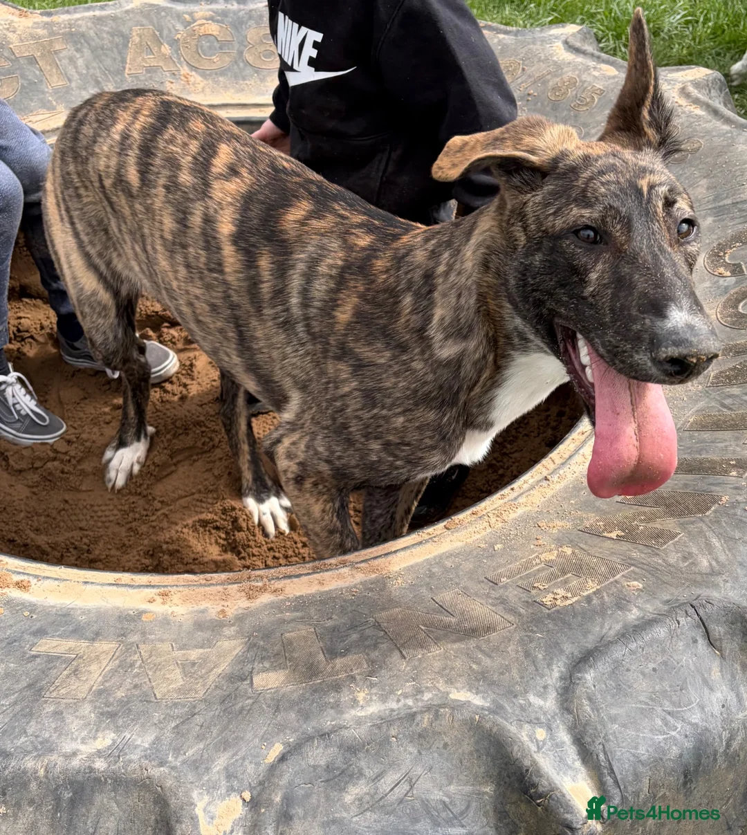 Mixed Breed dogs for sale: Nova, 10 months  - Advert 2