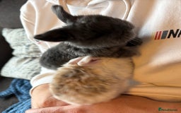Mini Lop rabbits for sale: Pure Bred Mini Lop babies - Advert 35