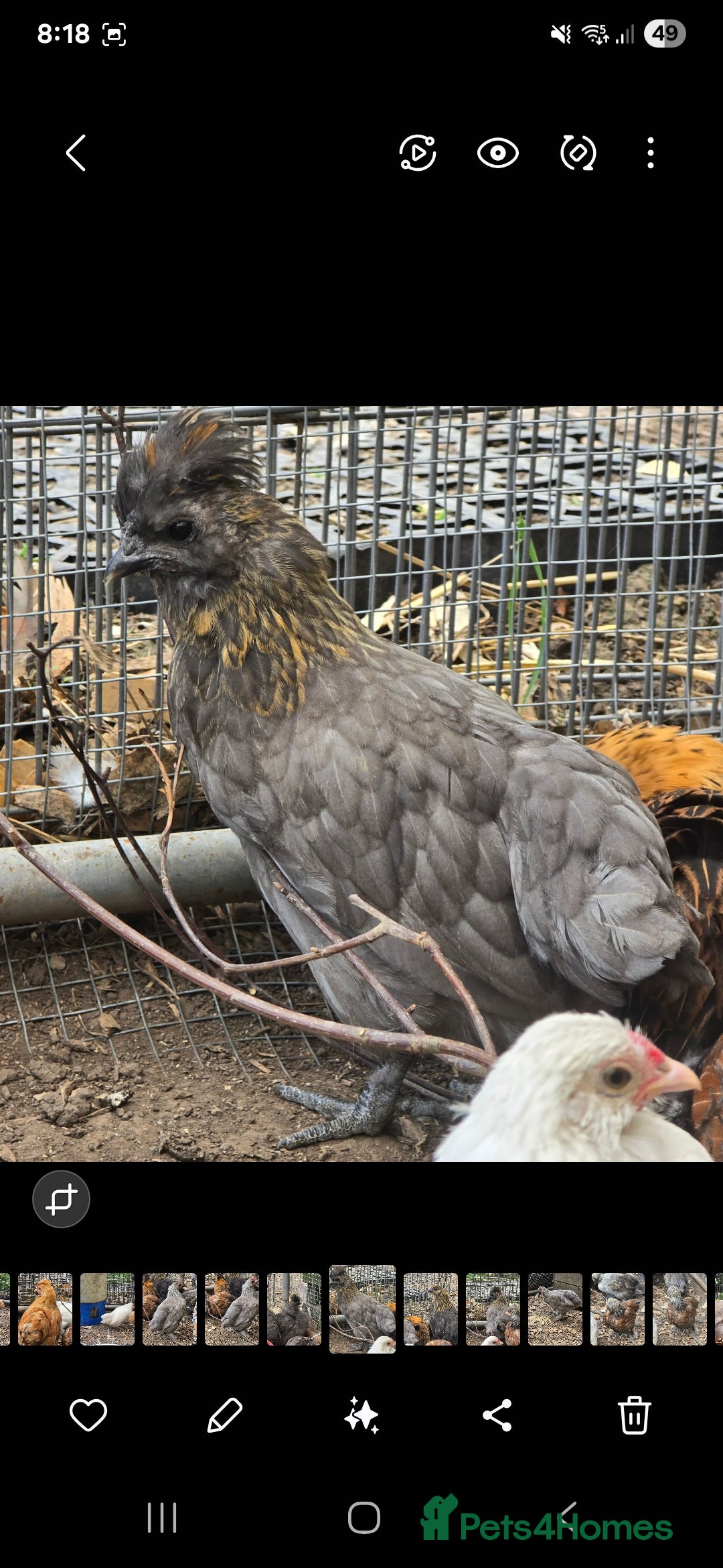 Chickens poultry for sale: 2025 Chicks looking for new homes - Image 16